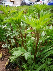 Filipendula palmata
