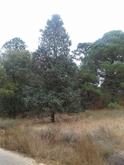 Quercus crassifolia