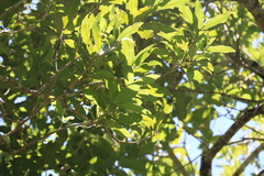 Melicytus ramiflorus