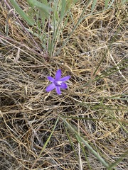 Brodiaea rosea rosea