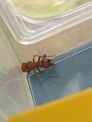 Dasymutilla scaevola