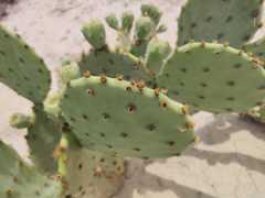 Opuntia aciculata