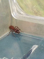 Dasymutilla scaevola