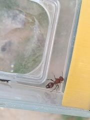 Dasymutilla scaevola