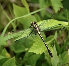 Ophiogomphus