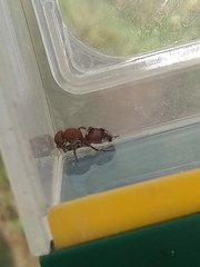 Dasymutilla scaevola