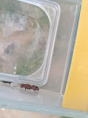 Dasymutilla scaevola