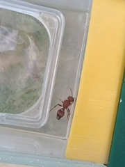 Dasymutilla scaevola