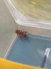 Dasymutilla scaevola