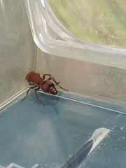 Dasymutilla scaevola