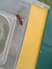 Dasymutilla scaevola