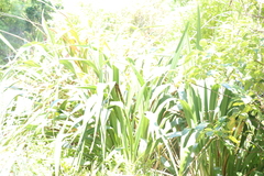 Phormium tenax