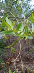 Salix