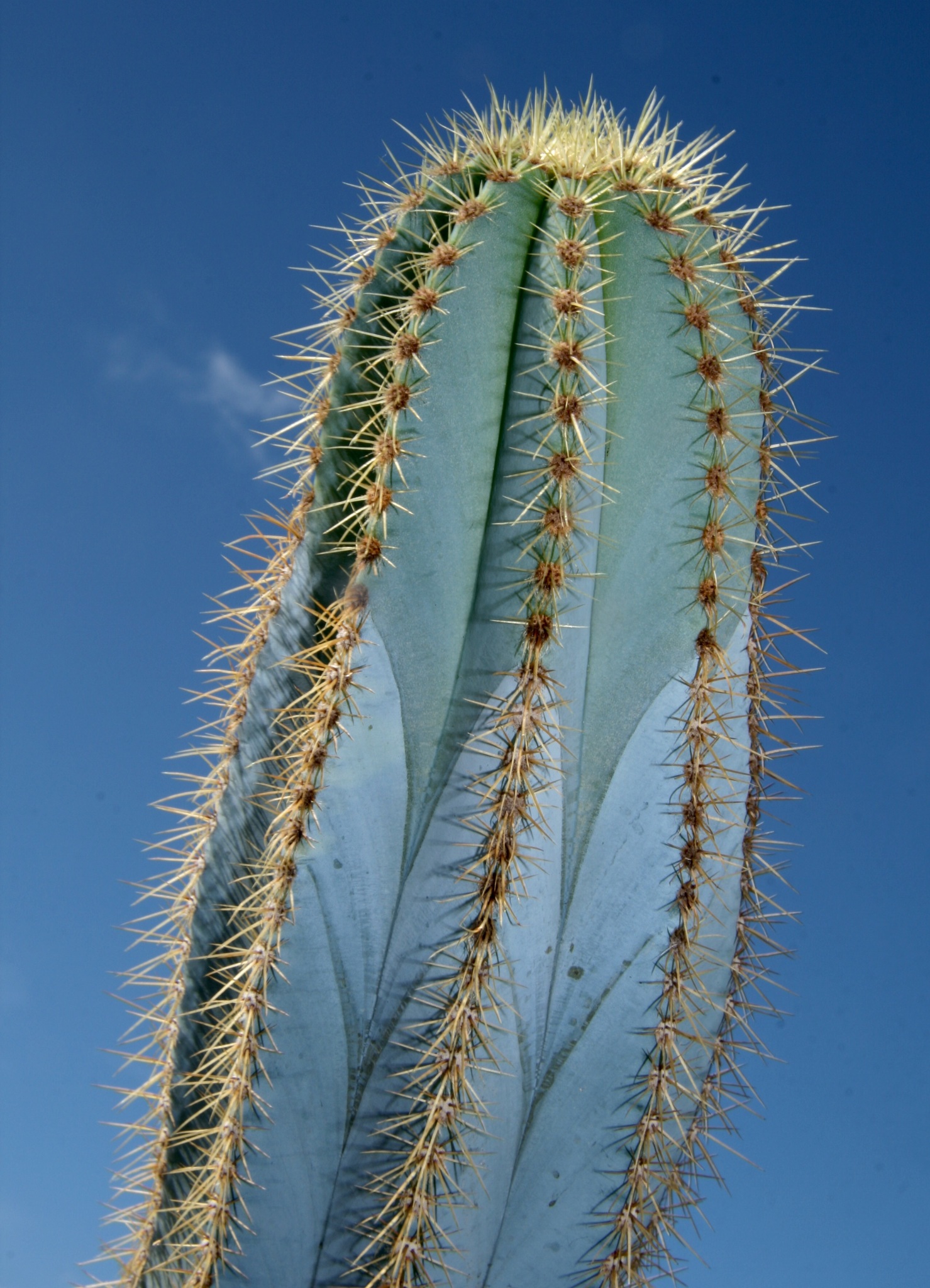 Pilosocereus magnificus