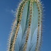 Pilosocereus magnificus - Photo (c) PierreBraun, some rights reserved (CC BY-SA)