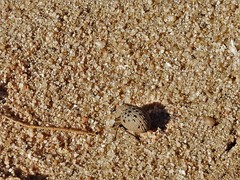 Omorgus pastillarius