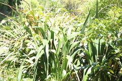 Phormium tenax