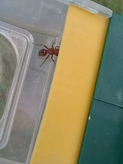 Dasymutilla scaevola