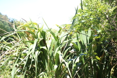 Phormium tenax