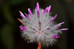 Ptilotus davisii