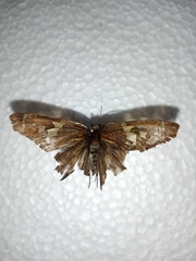 Chioides albofasciatus