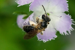 Andrena nuda