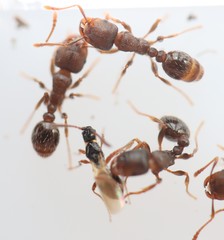 Tetramopria aurocincta