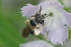 Andrena nuda