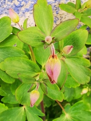 Aquilegia vulgaris