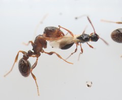 Tetramopria aurocincta