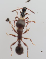 Tetramopria aurocincta