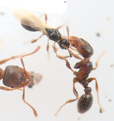Tetramopria aurocincta