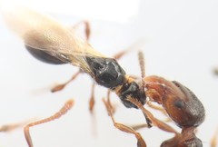 Tetramopria aurocincta