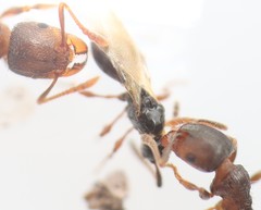 Tetramopria aurocincta