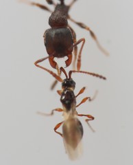 Tetramopria aurocincta