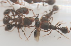 Tetramopria aurocincta