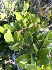 Manilkara nicholsonii