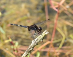 Indothemis limbata