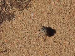 Omorgus pastillarius