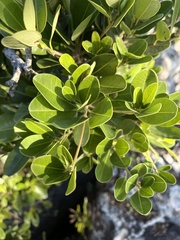 Manilkara nicholsonii