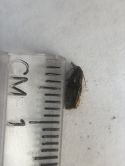 Lepidoptera
