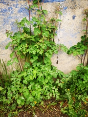 Aquilegia vulgaris