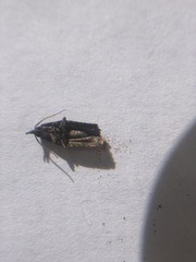Lepidoptera