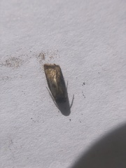 Lepidoptera