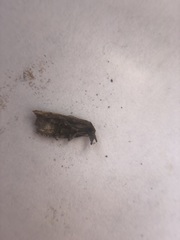 Lepidoptera