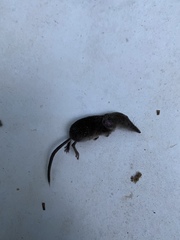 Sorex cinereus