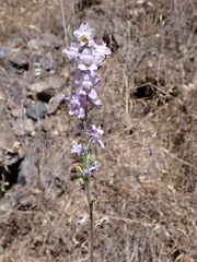 Delphinium hansenii