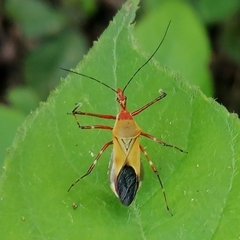 Zelus laticornis
