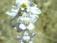 Delphinium hansenii