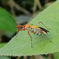 Zelus laticornis